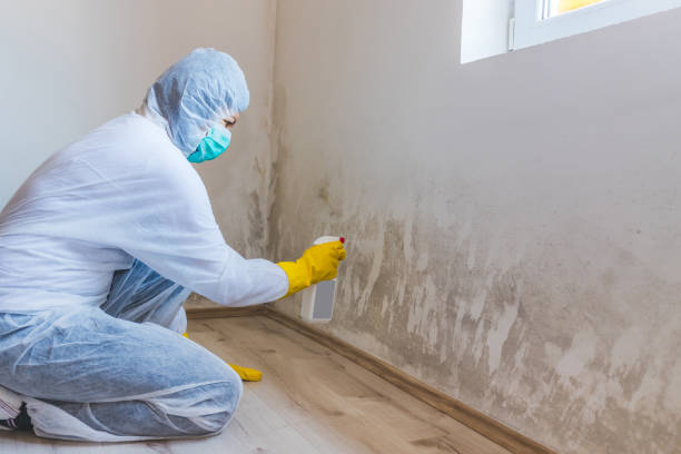 Licensed Basement Mold Remediation service in Oradell, NJ - Car Mold Remediation