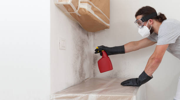 Professional Basement Mold Remediation technician working in Oradell, NJ