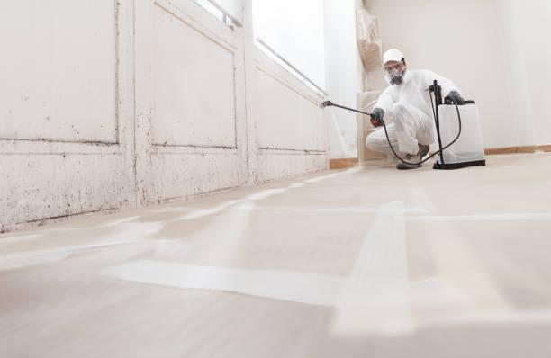 24/7 Emergency Basement Mold Remediation experts in Oradell, NJ