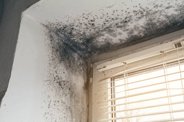 Affordable Basement Mold Remediation solutions in Oradell, NJ