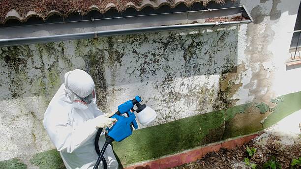 Top rated local Basement Mold Remediation specialists in Oradell, NJ